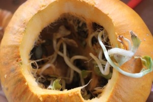 Sprouted Pumpkin Seeds | Small Town Living in Nevada
