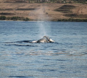 Humpback Whale