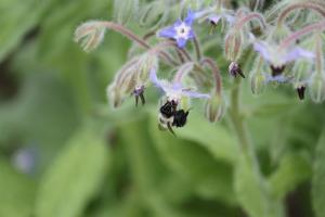 11722355_10205709385827903_7070153366664579001_o