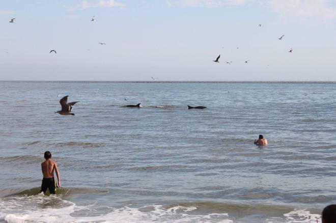 Seacliff Beach, Aptos, CA. -- Dolphins