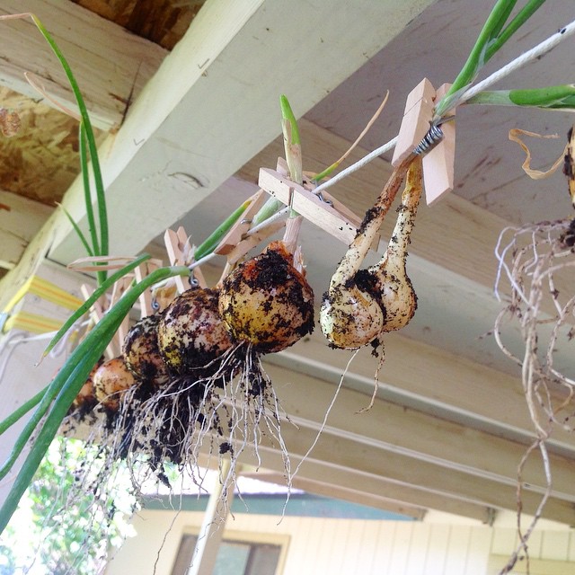 Onions Curing from the garden