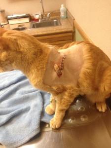 13615388_10208199412837022_8542305403042290272_n